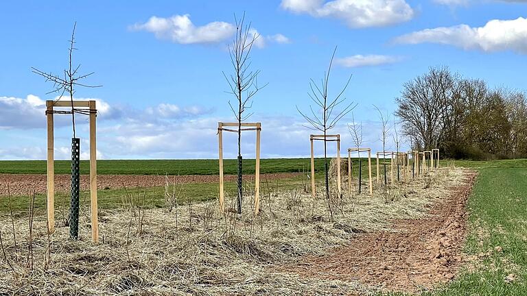 Die neue Flurhecke zwischen Mainbernheim und Hoheim.