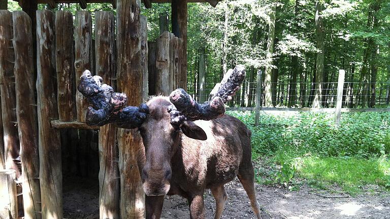 Elch Lasse ist tot       -  Traurige Nachricht aus dem Wildpark an den Eichen: Elch Lasse ist tot. Das bekannte Wappentier des Parks musste krankheitsbedingt von seinem Leiden erlöst werden, meldete die Stadt auf ihrer Homepage.