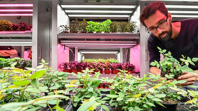 Alles Indoor: Biologe Hannes Seidel im neuen LED-Mehrlagen-Kulturraum an der Landesanstalt in Veitshöchheim mit Rosen und Basilikum. Alles Indoor: Biologe Hannes Seidel im neuen LED-Mehrlagen-Kulturraum an der Landesanstalt in Veitshöchheim mit Rosen und Basilikum. 