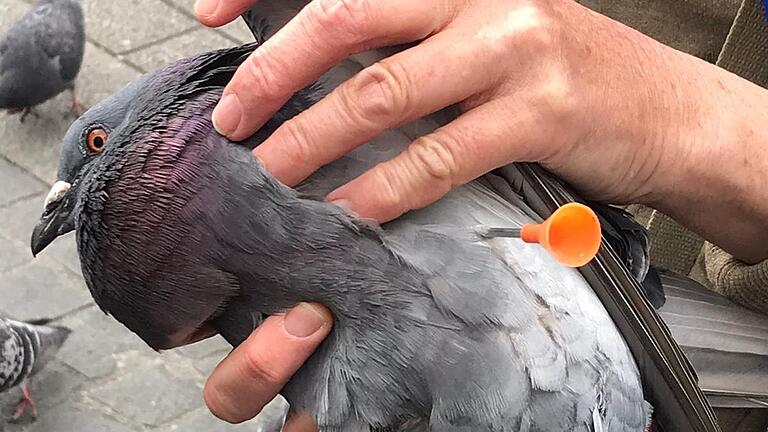 Eine Taube wurde in der Innenstadt mit einem Blasrohr angeschossen. Eine Taube wurde in der Innenstadt mit einem Blasrohr angeschossen.