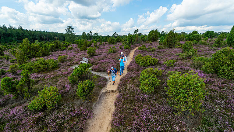 Im August kann man in der Lüneburger Heide in einem lilafarbenen Heidemeer spazieren gehen. Im August kann man in der Lüneburger Heide in einem lilafarbenen Heidemeer spazieren gehen.