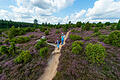 Im August kann man in der Lüneburger Heide in einem lilafarbenen Heidemeer spazieren gehen.