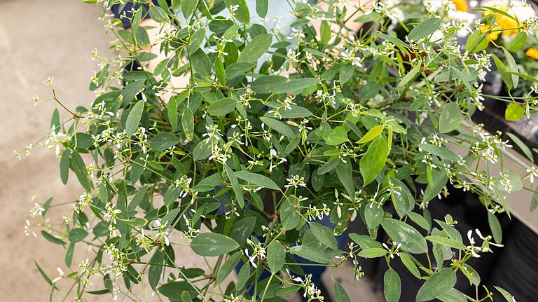 Blütenzauber bis zum Frost: Der Zauberschnee ist ein wahres Multitalent auf Balkon, Terrasse und im Blumenbeet. Blütenzauber bis zum Frost: Der Zauberschnee ist ein wahres Multitalent auf Balkon, Terrasse und im Blumenbeet.