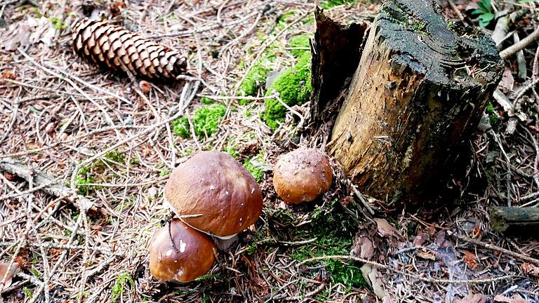 Pilze im Wald       -  Macht Spaß, man sollte sich aber auskennen: Pilze sammeln.