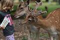 Wann dürfen Tierparks in Bayern wieder öffnen? Im Wildpark Klaushof bei Bad Kissingen bewegt sich das Rotwild frei auf dem Gelände, Besucher können die Tiere ohne Zaun füttern und streicheln.