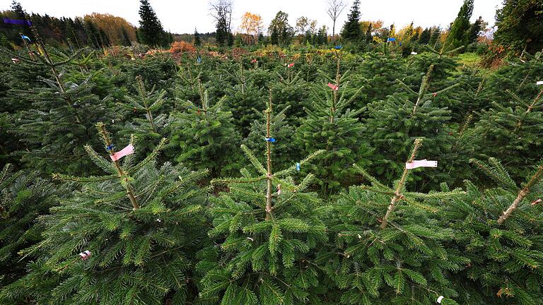 Verband: Baum in München teurer als ab Hof im Odenwald       -  Bundesweit werden dem Verband zufolge jährlich zwischen 23 und 25 Millionen Weihnachtsbäume verkauft. (Archivfoto)