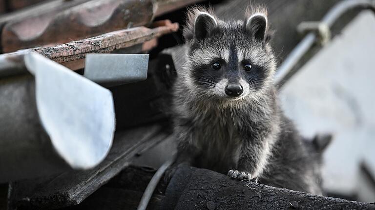 Ein junger Waschbär schaut von einem Dach herunter. (Symbolfoto) Ein junger Waschbär schaut von einem Dach herunter. (Symbolfoto)