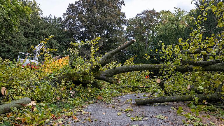 Die Stelle mit der umgestürzten Buche im Würzburger Ringpark am Tag nach dem Unfall. Die Stelle mit der umgestürzten Buche im Würzburger Ringpark am Tag nach dem Unfall.