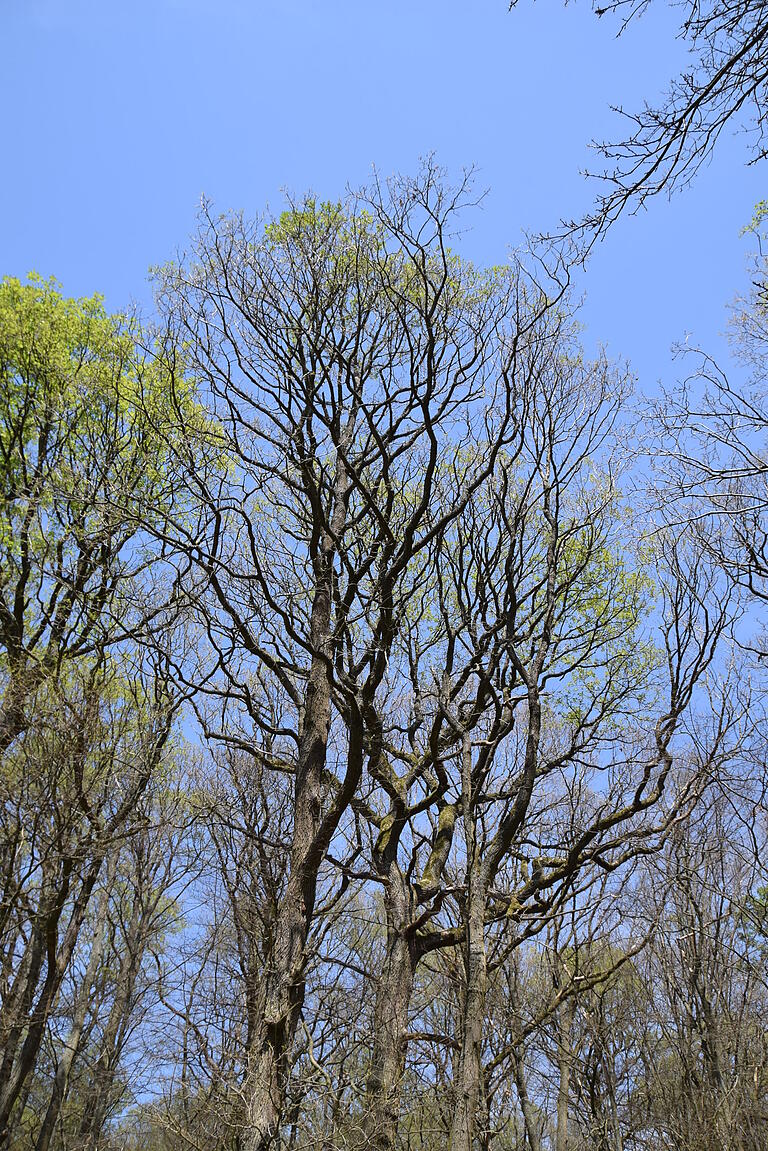 An die zehn Hektar Staatswald sind bei Schraudenbach kahlgefressen. Der derzeit noch spärliche Neuaustrieb ist vom Eichenmehltau bedroht. An die zehn Hektar Staatswald sind bei Schraudenbach kahlgefressen. Der derzeit noch spärliche Neuaustrieb ist vom Eichenmehltau bedroht.