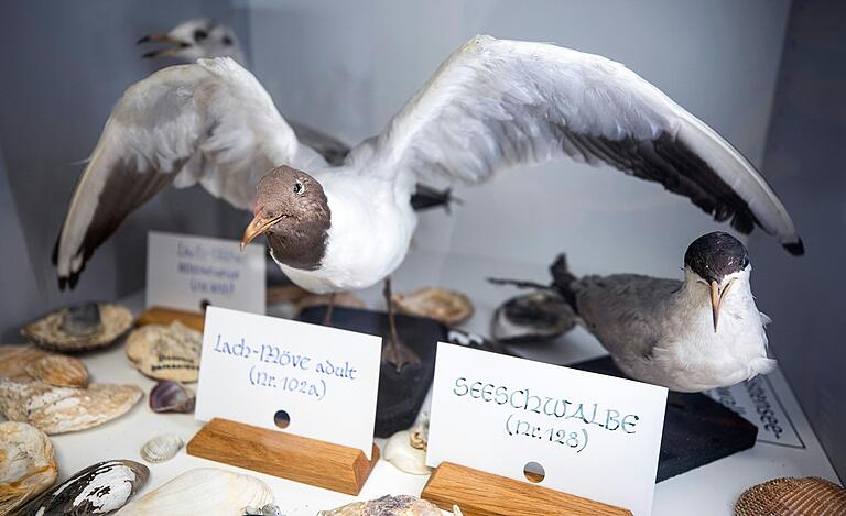 Vögel, Falter, Schmetterlinge: Die Sammlung im Untergeschoss der Schule birgt so manchen präparierten Schatz. Vögel, Falter, Schmetterlinge: Die Sammlung im Untergeschoss der Schule birgt so manchen präparierten Schatz.