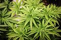 Cannabis-Pflanze       -  Ab 1. Juli können nicht-kommerzielle Anbauvereinigungen für Cannabis an den Start gehen.