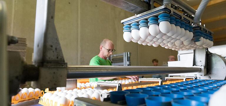 Die Produktion läuft bei mainfränkischen Eier-Lieferanten trotz der Corona-Krise offenbar normal. Das Archivbild von 2019 entstand bei Endres-Ei in Großrinderfeld (Main-Tauber-Kreis). Die Produktion läuft bei mainfränkischen Eier-Lieferanten trotz der Corona-Krise offenbar normal. Das Archivbild von 2019 entstand bei Endres-Ei in Großrinderfeld (Main-Tauber-Kreis).