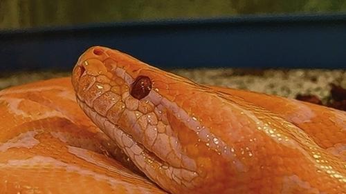 Reptilienshow - Wird bis zu sieben Meter lang: eine Tigerpython albino. Reptilienshow - Wird bis zu sieben Meter lang: eine Tigerpython albino.