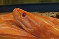 Reptilienshow       -  Wird bis zu sieben Meter lang: eine Tigerpython albino.
