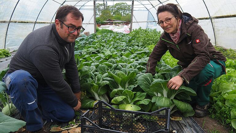 Die SoLaWi Schweinfurt sorgt Woche für Woche dafür, dass über 100 Familien mit gesundem Gemüse versorgt werden. Pak Choi, den der Gärtner Til Brather und seine Auszubildende Martina Vierengel hier im Folientunnel ernten, gehört auch dazu. Die SoLaWi Schweinfurt sorgt Woche für Woche dafür, dass über 100 Familien mit gesundem Gemüse versorgt werden. Pak Choi, den der Gärtner Til Brather und seine Auszubildende Martina Vierengel hier im Folientunnel ernten, gehört auch dazu.