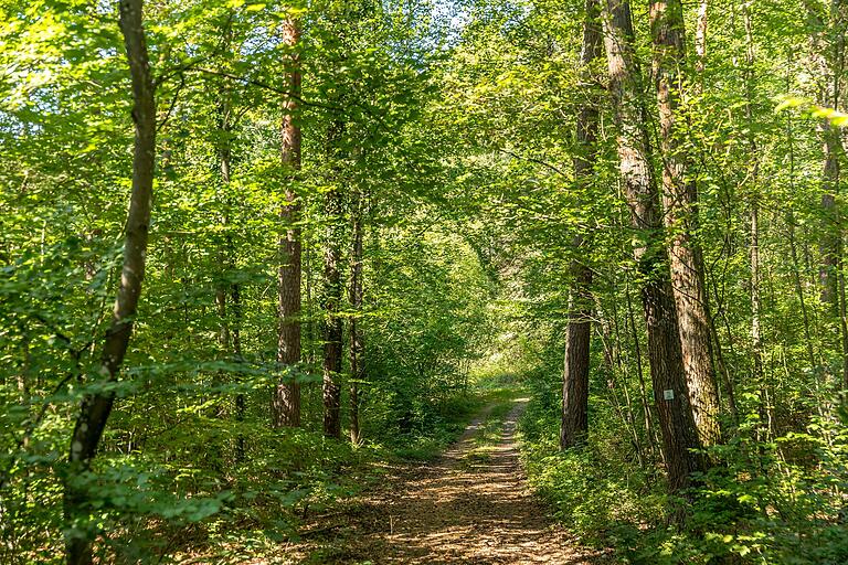 Jetzt geht es ein Stück durch den Wald. Jetzt geht es ein Stück durch den Wald.