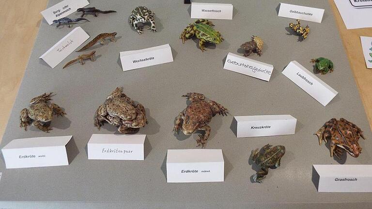 Seit vielen Jahren betreut der Bund Naturschutz Ebern den Amphibienzaun bei Jesserndorf. Nun wurden verschiedene Materialien zusammengestellt, um Schulen und Kindergärten das Thema &bdquo;Amphibien&ldquo; näher zu bringen.
