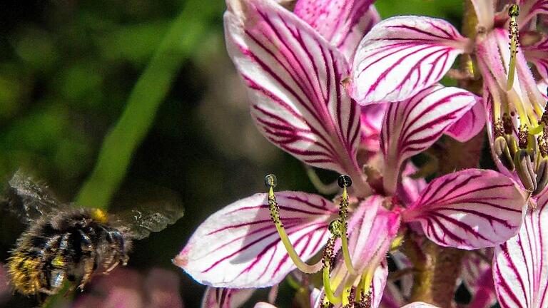 Biene im Anflug auf den Diptam &ndash; eine der schönsten Wildpflanzen.