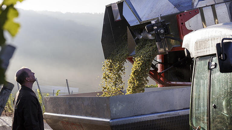 Wie aus der Traube Wein wird. Von der Lese bis zur fertigen Weinflasche. Begleitet wurde das Weingut Stefan Bauer in Thüngersheim; von September 2018 bis März 2019.