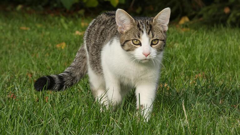 In manchen Gebieten nehmen herrenlose Katzen so stark zu, dass die Tierhilfe Schweinfurt Sterilisationsaktionen startet. Die Mieze auf dem Symbolbild schaut aber so gesund und gepflegt aus, dass sie kaum ein Streuner sein dürfte. In manchen Gebieten nehmen herrenlose Katzen so stark zu, dass die Tierhilfe Schweinfurt Sterilisationsaktionen startet. Die Mieze auf dem Symbolbild schaut aber so gesund und gepflegt aus, dass sie kaum ein Streuner sein dürfte.