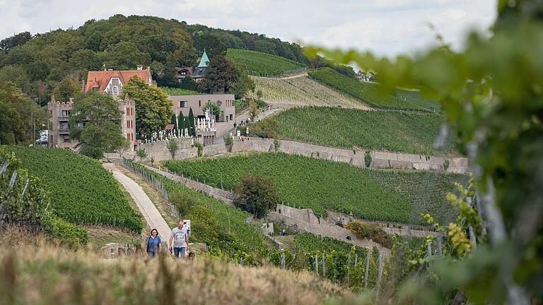 Wandern in und um Würzburg: Im Hintergrund ist die Steinburg zu sehen.