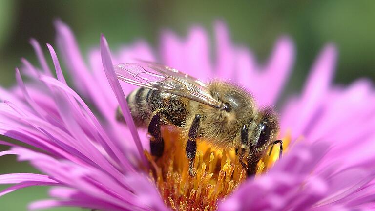 'Die Bienen halten sich Imker als Fürsprecher in der Politik', sagte die Kreisvorsitzende Annette Seehaus-Arnold bei der Delegiertenversammlung der Rhön-Grabfelder Imker. Deshalb dürfe man sich nicht den Mund verbieten lassen. 'Die Bienen halten sich Imker als Fürsprecher in der Politik', sagte die Kreisvorsitzende Annette Seehaus-Arnold bei der Delegiertenversammlung der Rhön-Grabfelder Imker. Deshalb dürfe man sich nicht den Mund verbieten lassen. 