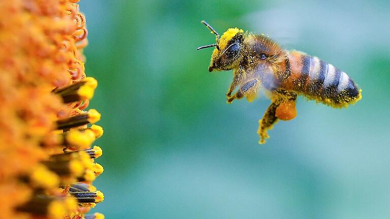 Warum das Volksbegehren 'Rettet die Bienen' so wichtig ist       -  Ein kleines Insekt hat große Bedeutung für den Menschen. Die Bestäubungsleistung der Bienen ist für die Nahrungsproduktion der Menschen von entscheidender Bedeutung. Darum setzt sich ein Volksbegehren für stärkeren Artenschutz ein.