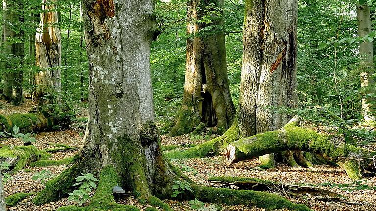 Nationalpark, Arbeitskreis Biotop- und Artenschutz, BN, LBV, Urwald, Spessart, Totholz