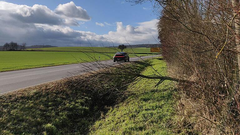 Gefahr für die Autofahrer: Vom Biber angenagte Bäume können auf die Kreisstraße fallen. Gefahr für die Autofahrer: Vom Biber angenagte Bäume können auf die Kreisstraße fallen.