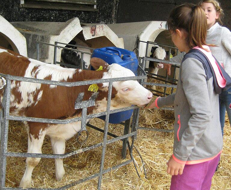 Futterzeit: Die Kinder kümmerten sich mit Futter und Wasser um die Kälbchen auf dem Milchbauernhof Schreck in Gissigheim.