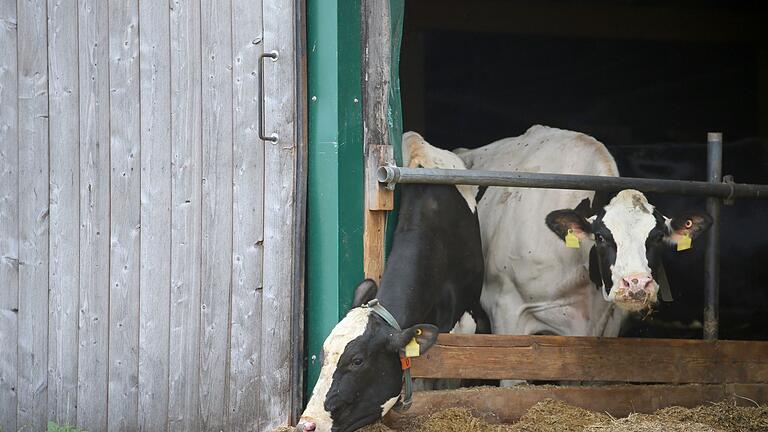 Prozesse Tierschutz-Verstöße im Allgäu       -  Erneut stehen Landwirte im Allgäuer Tierschutzskandal vor dem Landgericht Memmingen. (Symbolbild)