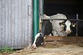 Prozesse Tierschutz-Verstöße im Allgäu       -  Erneut stehen Landwirte im Allgäuer Tierschutzskandal vor dem Landgericht Memmingen. (Symbolbild)