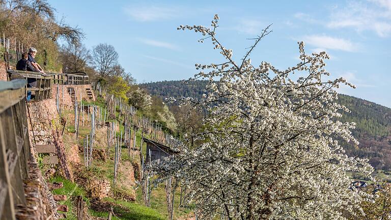 Hier auf dem Sonnenweg, der durch die Weinberge führt und mit einem herrlichen Ausblick ins Maintal verwöhnt.