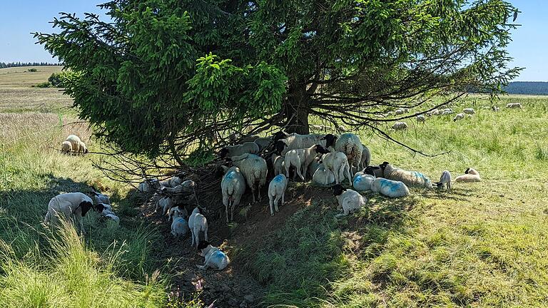 Heiß begehrt: Die Schattenplätze waren auch für die Schafe und Ziegen auf den Weideflächen der Hochrhön heiß begehrt.