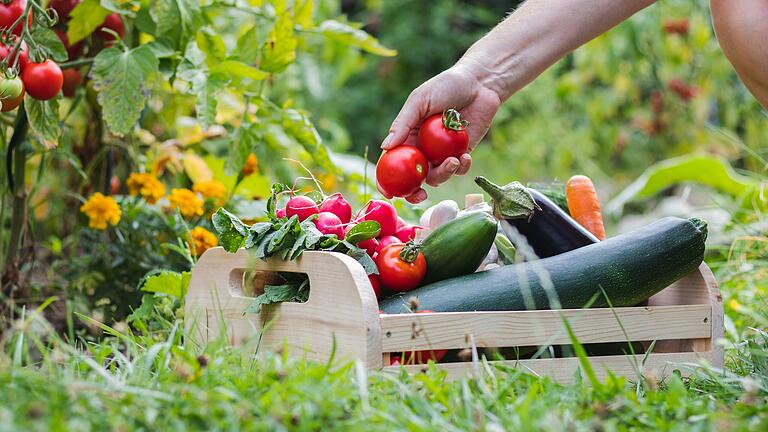 Viel Gemüse gibt es im August frisch aus dem Garten. Viel Gemüse gibt es im August frisch aus dem Garten.