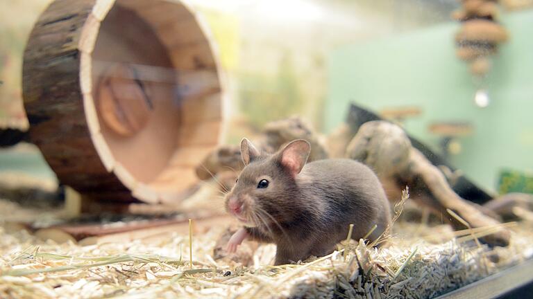 Goldhamster in einem Gehege einer Zoofachhandlung       -  Hamster brauchen Wege, um ihren natürlichen Bewegungsdrang auszuleben. Zum Beispiel ein Hamsterrad.