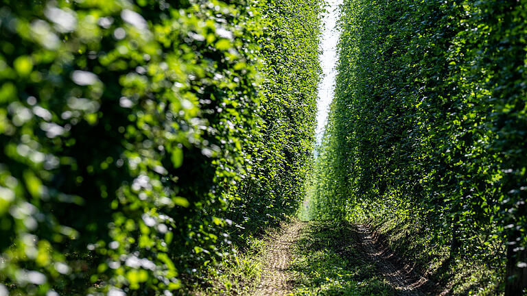 Hopfen, Bier       -  Hopfen wächst auf einem Feld und braucht als Kletterstaude eine Wuchshilfe. Ein Hopfenfeld lässt sich deshalb auch von weitem gut erkennen.