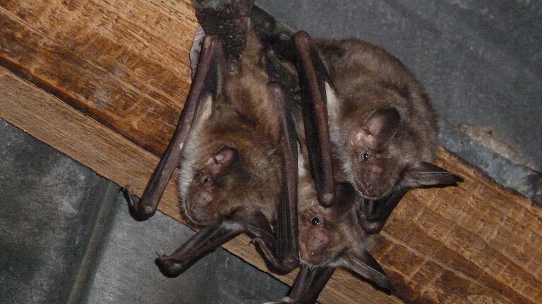 Das Große Mausohr gilt im Unesco-Biosphärenreservat Rhön länderübergreifend als Zielart und somit als besonders schützenswert. Das Große Mausohr gilt im Unesco-Biosphärenreservat Rhön länderübergreifend als Zielart und somit als besonders schützenswert.