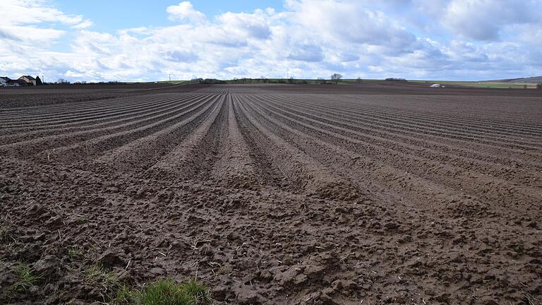 Bereits im Herbst werden die Dämme für den Karottenanbau bei Eßleben gezogen, damit sich der Boden über den Winter setzen kann. Mit dem vorgeschriebenen Zwischenfruchtanbau im Roten Gebiet wäre das nicht möglich.