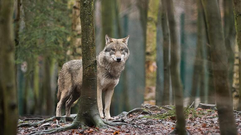 Im Landkreis Schweinfurt ging jüngst ein Video viral, das einen Wolf auf der Autobahn bei Bergrheinfeld zeigen soll. Aber war auf den Aufnahmen wirklich ein Wolf zu sehen? (Symbolbild)