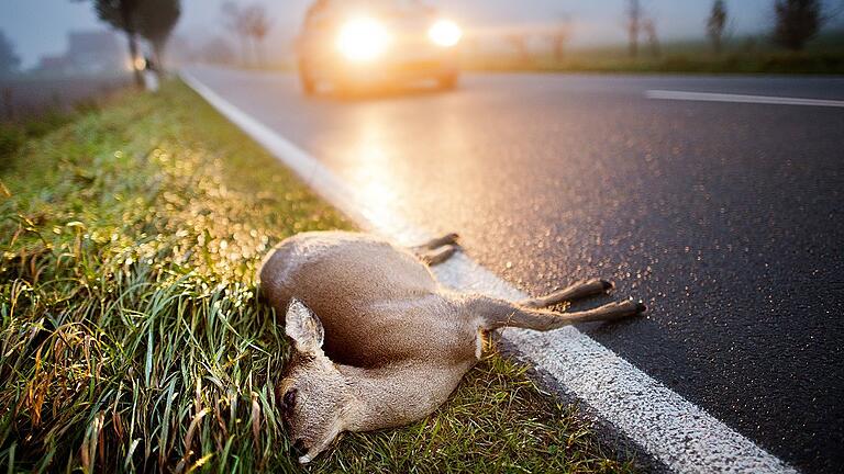 Wildunfall - Mehr als die Hälfte aller Verkehrsunfälle im Bereich der Polizeiinspektion Mellrichstadt waren 2017 auf Wildwechsel zurückzuführen. Drei Personen wurden hierbei verletzt, die Tiere in den meisten Fällen getötet. Wildunfall - Mehr als die Hälfte aller Verkehrsunfälle im Bereich der Polizeiinspektion Mellrichstadt waren 2017 auf Wildwechsel zurückzuführen. Drei Personen wurden hierbei verletzt, die Tiere in den meisten Fällen getötet.