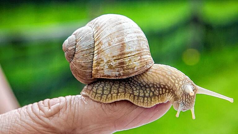 Schneckenzucht in Münsingen       -  Wissenschaftlicher Name Helix pomatia: Schneckenzüchterin Rita Goller zeigt eine der Weinbergschnecken, die sie in ihrem speziellen Gartengrundstück in Münsingen züchtet.