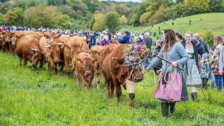 Weideabtrieb in Ginolfs: Über 1500 Tiere bahnen sich ihren Weg von den Rhönwiesen ins Tal. Weideabtrieb in Ginolfs: Über 1500 Tiere bahnen sich ihren Weg von den Rhönwiesen ins Tal.