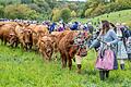 Weideabtrieb in Ginolfs: Über 1500 Tiere bahnen sich ihren Weg von den Rhönwiesen ins Tal.