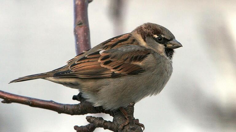 Häufigster Gartenvogel bleibt der Haussperling .  Foto: Zdenek Tunka       -  Häufigster Gartenvogel bleibt der Haussperling .  Foto: Zdenek Tunka