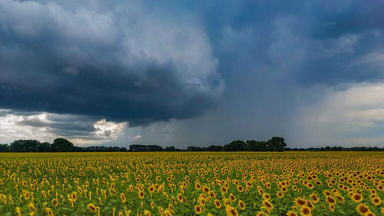 Regenschauer über Sonnenblumenfeld       -  Die Sonne schien im Juli insgesamt 237 Stunden (Archivbild).