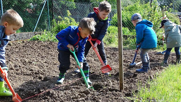 Alle packen mit an: Eine Kleingruppe aus der Notbetreuung des kommunalen Kindergartens Oberelsbach startet mit großem Eifer das Kartoffelprojekt.
