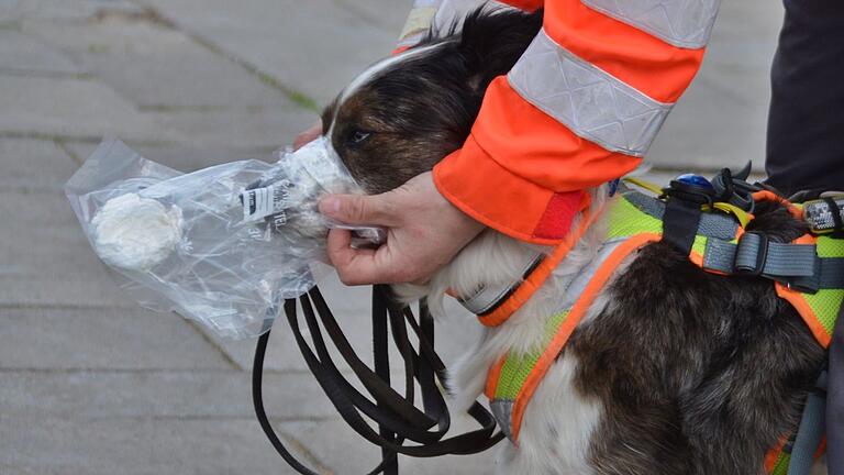 Personenspürhunde, wie im Bild, suchen Vermisste aufgrund ihres Geruchs, beispielsweise durch ein Kleidungsstück des Gesuchten. Dadurch prägen die Hunde sich den individuellen Duft ein.