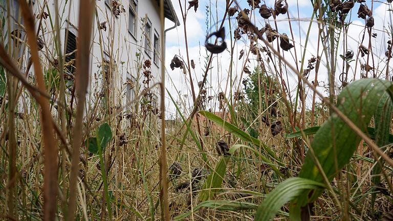 Neuer Altgrasstreifen, Anfang Juli 2022: wild und ungestört. Neuer Altgrasstreifen, Anfang Juli 2022: wild und ungestört.