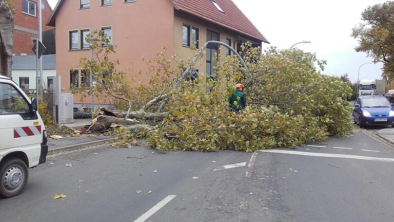 Orkanböen haben in Gerolzhofen an der evangelischen Kirche eine große Platane umgeworfen, die ihrerseits dann die benachbarte Verkehrsampel zerstörte. Orkanböen haben in Gerolzhofen an der evangelischen Kirche eine große Platane umgeworfen, die ihrerseits dann die benachbarte Verkehrsampel zerstörte.